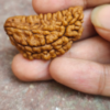 Sansthha - 1 Mukhi Rudraksha