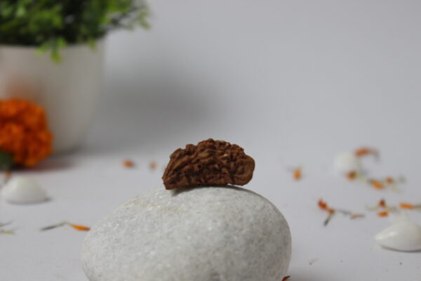 Sansthha - 1 Mukhi Rudraksha