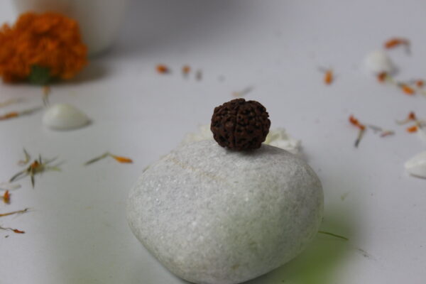 Sansthha - 5 Mukhi Rudraksha