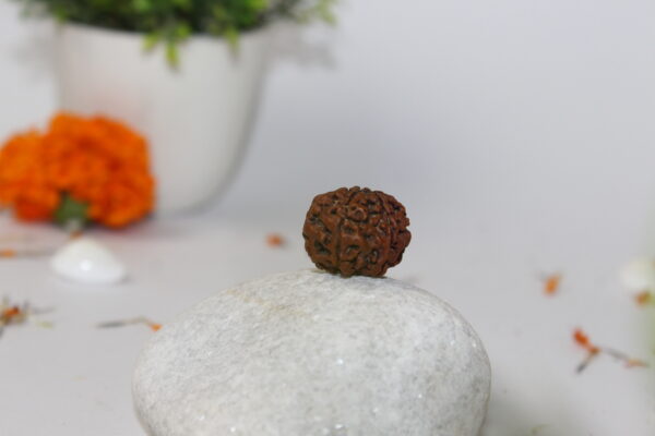 Sansthha - 5 Mukhi Rudraksha