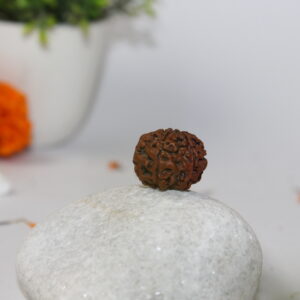 Sansthha - 5 Mukhi Rudraksha