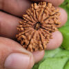 Sansthha - 21 Mukhi Rudraksha