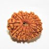 Sansthha - 21 Mukhi Rudraksha