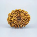 Sansthha - 14 Mukhi Rudraksha