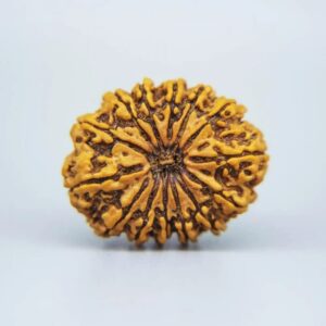 Sansthha - 14 Mukhi Rudraksha