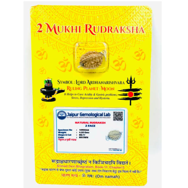 Sansthha - 2 Mukhi Rudraksha