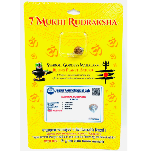 Sansthha - 7 Mukhi Rudraksha