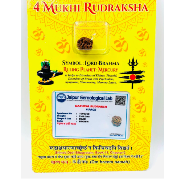 Sansthha - 4 Mukhi Rudraksha