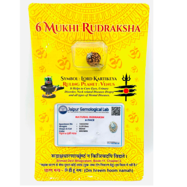 Sansthha - 6 Mukhi Rudraksha