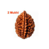 Sansthha - 2 Mukhi Rudraksha