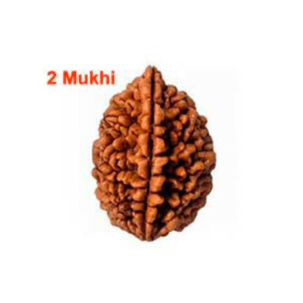 Sansthha - 2 Mukhi Rudraksha