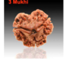 Sansthha - 3 Mukhi Rudraksha