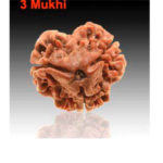 Sansthha - 3 Mukhi Rudraksha