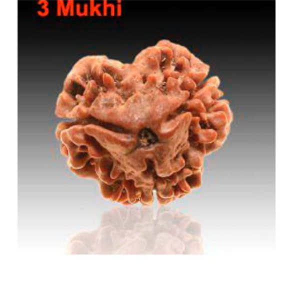 Sansthha - 3 Mukhi Rudraksha