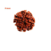 Sansthha - 4 Mukhi Rudraksha