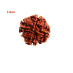 Sansthha - 4 Mukhi Rudraksha