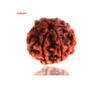 Sansthha - 6 Mukhi Rudraksha