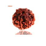 Sansthha - 6 Mukhi Rudraksha