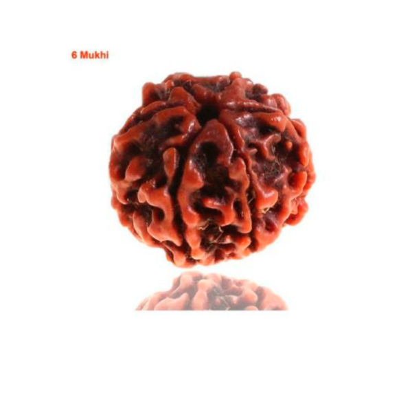 Sansthha - 6 Mukhi Rudraksha