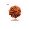 Sansthha - 7 Mukhi Rudraksha