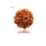 Sansthha - 7 Mukhi Rudraksha