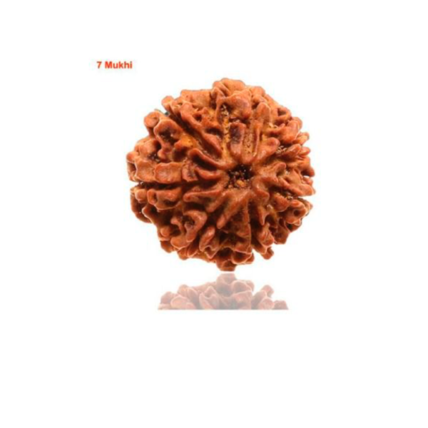 Sansthha - 7 Mukhi Rudraksha