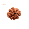 Sansthha - 8 Mukhi Rudraksha