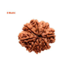 Sansthha - 8 Mukhi Rudraksha