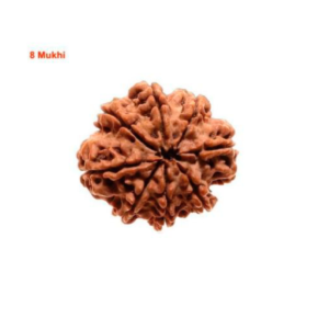 Sansthha - 8 Mukhi Rudraksha