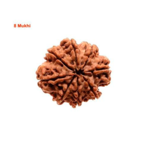 Sansthha - 8 Mukhi Rudraksha