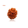 Sansthha - 9 Mukhi Rudraksha