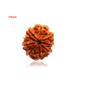 Sansthha - 9 Mukhi Rudraksha