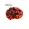 Sansthha - 11 Mukhi Rudraksha