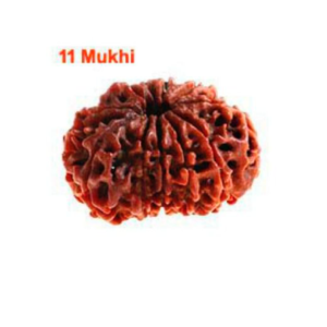 Sansthha - 11 Mukhi Rudraksha