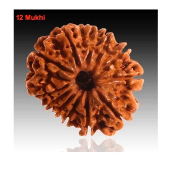 Sansthha - 12 Mukhi Rudraksha