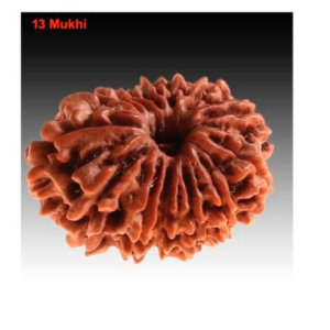 Sansthha - 13 Mukhi Rudraksha