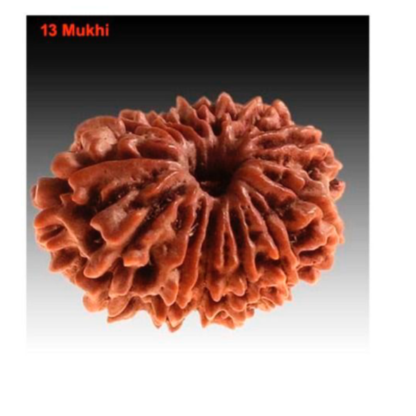 Sansthha - 13 Mukhi Rudraksha