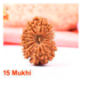 Sansthha - 15 Mukhi Rudraksha