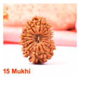 Sansthha - 15 Mukhi Rudraksha