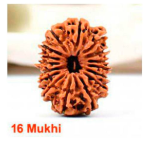 Sansthha - 16 Mukhi Rudraksha