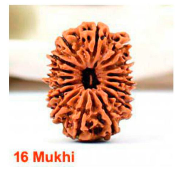 Sansthha - 16 Mukhi Rudraksha