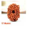 Sansthha - 17 Mukhi Rudraksha