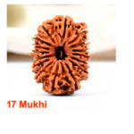 Sansthha - 17 Mukhi Rudraksha