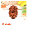 Sansthha - 18 Mukhi Rudraksha