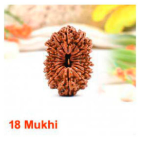 Sansthha - 18 Mukhi Rudraksha