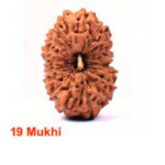 Sansthha - 19 Mukhi Rudraksha