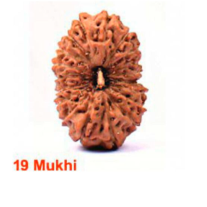 Sansthha - 19 Mukhi Rudraksha