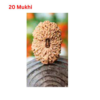 Sansthha - 20 Mukhi Rudraksha