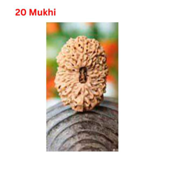 Sansthha - 20 Mukhi Rudraksha