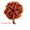 Sansthha - Ganesh Rudraksha